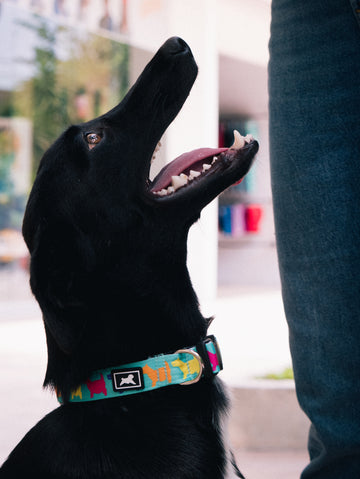 COLLAR RUFINOS X CC - Cervecería de Colima